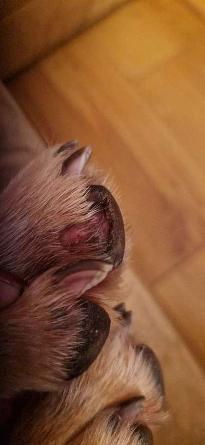 Verletzung am Pfotenballen-Beitrag-Bild