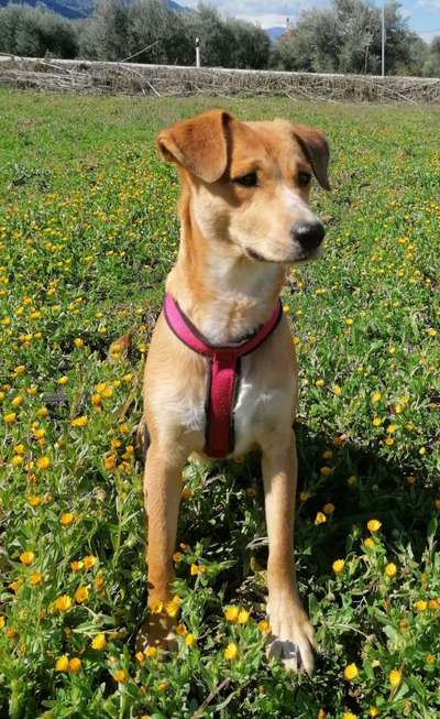 Mischlinge raten - Rätselspaß-Beitrag-Bild