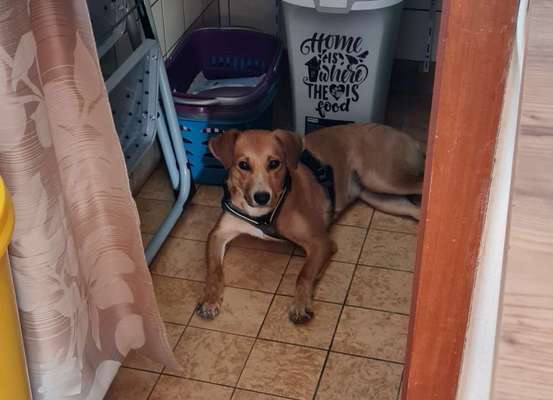 Auslandstierschutz-Beitrag-Bild