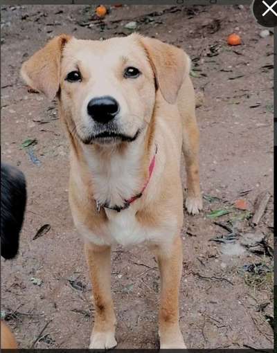 Auslandstierschutz-Beitrag-Bild