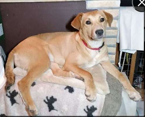 Auslandstierschutz-Beitrag-Bild