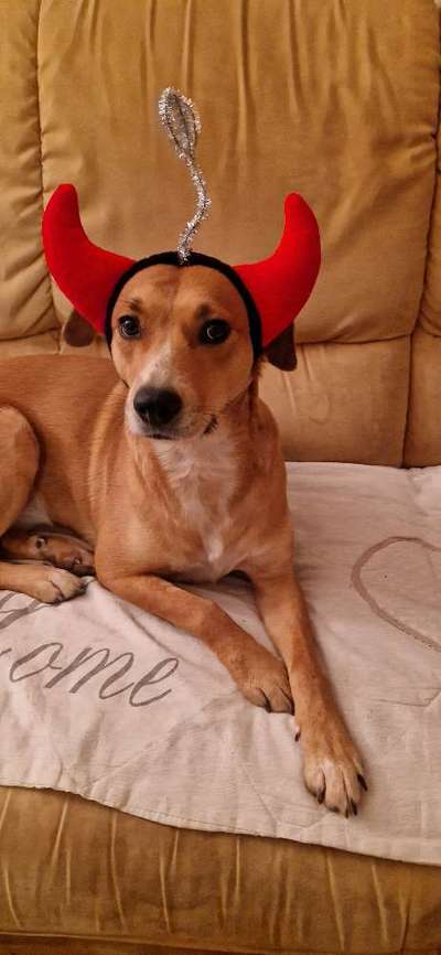 Freddys Kummerkasten-Beitrag-Bild