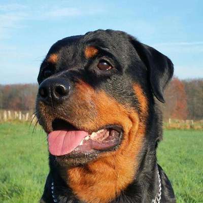 Unsere Sternchen ******-Beitrag-Bild