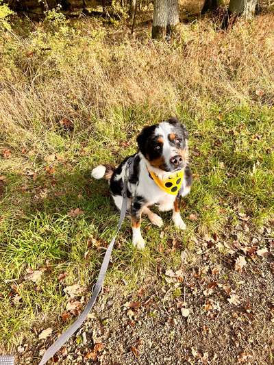 Hundetreffen-Gassirunde-Bild