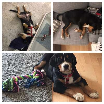 Welpen Bilder !-Beitrag-Bild