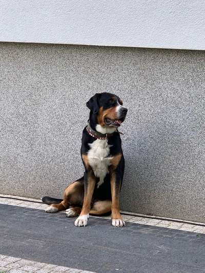 Weitere Große Schweizer Sennenhunde (oder andere große Rassen) hier?-Beitrag-Bild