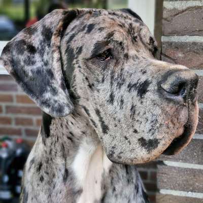 Hundetreffen-Training und Gassirunde-Bild