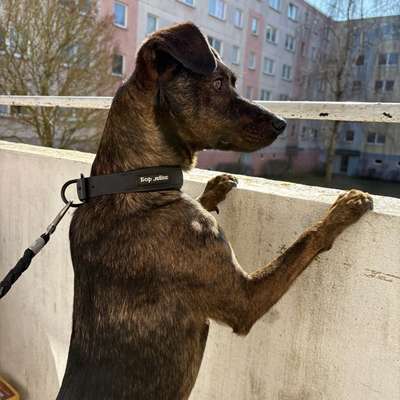 Hundetreffen-Gassi Treffen-Bild