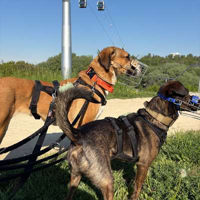 Hundetreffen-Gassi treffen-Bild