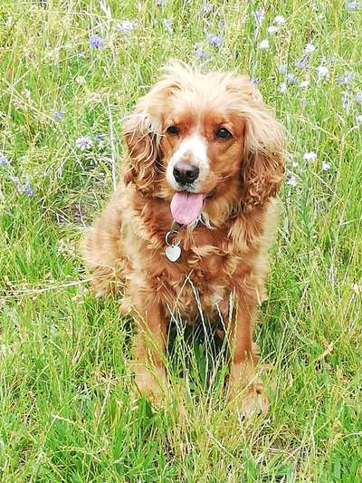 Die Dogorama Kalender Challenge Teil 3/4-Beitrag-Bild