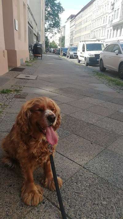 Die Dogorama-Wochen-Challenge "Die schönste Grimasse"-Beitrag-Bild