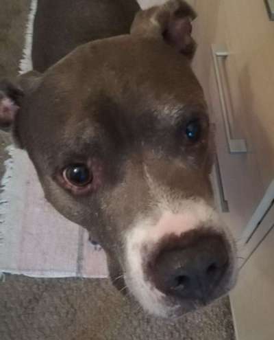 Schäferhund-Beitrag-Bild