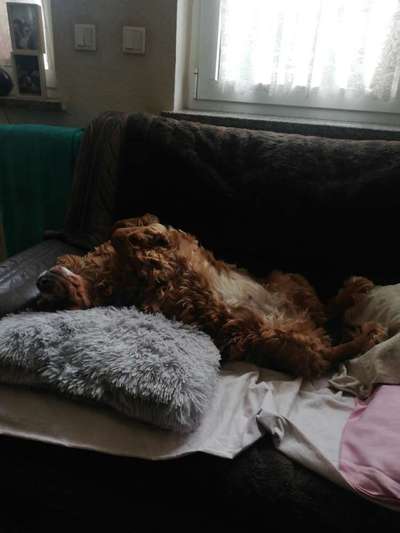 Zeigt mir die lustigsten Schlafpositionen eurer Fellnasen-Beitrag-Bild