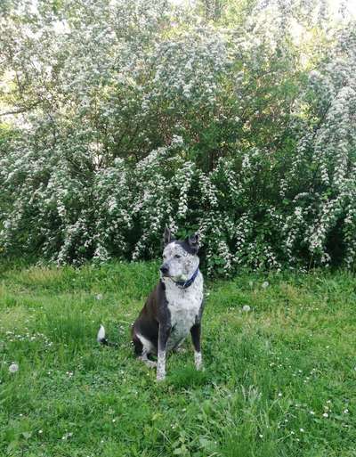 Die Dogorama Kalender Challenge Teil 3/4-Beitrag-Bild