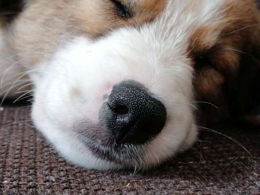 Zeigt her eure Hundenasen-Beitrag-Bild