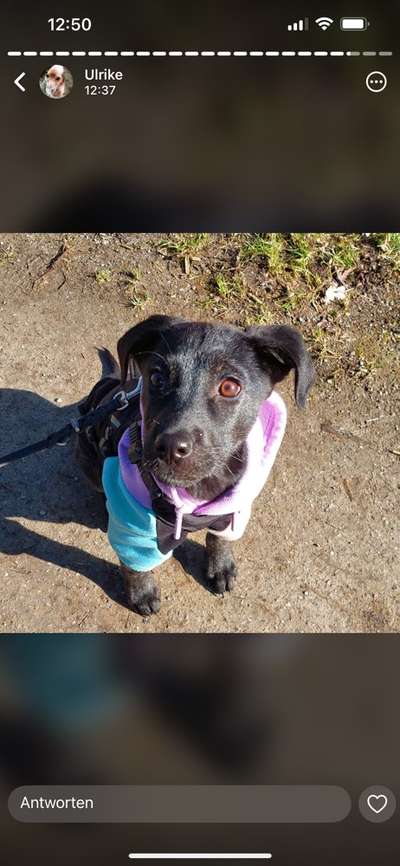 Tierschutzhunde suchen ein Zuhause-Beitrag-Bild