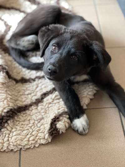 Tierschutzhunde suchen ein Zuhause-Beitrag-Bild