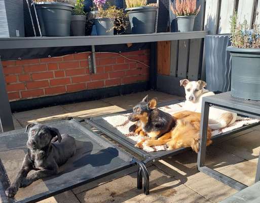 Tierschutzhunde suchen ein Zuhause-Beitrag-Bild