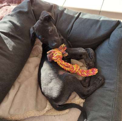 Tierschutzhunde suchen ein Zuhause-Beitrag-Bild