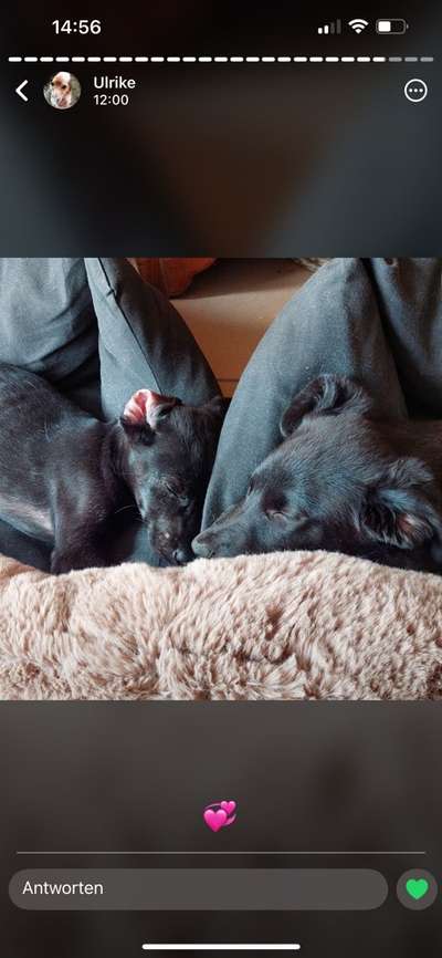 Tierschutzhunde suchen ein Zuhause-Beitrag-Bild
