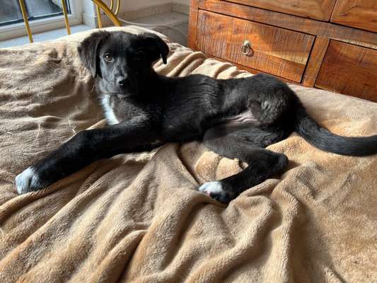 Tierschutzhunde suchen ein Zuhause-Beitrag-Bild