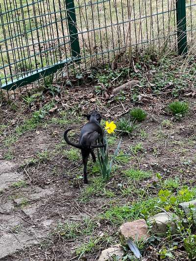 Tierschutzhunde suchen ein Zuhause-Beitrag-Bild