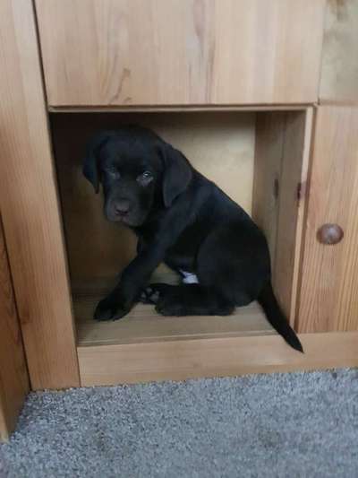 Welpen Bilder !-Beitrag-Bild