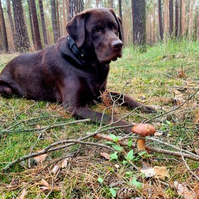 Dogorama Photo Challenge - Pilze-Beitrag-Bild