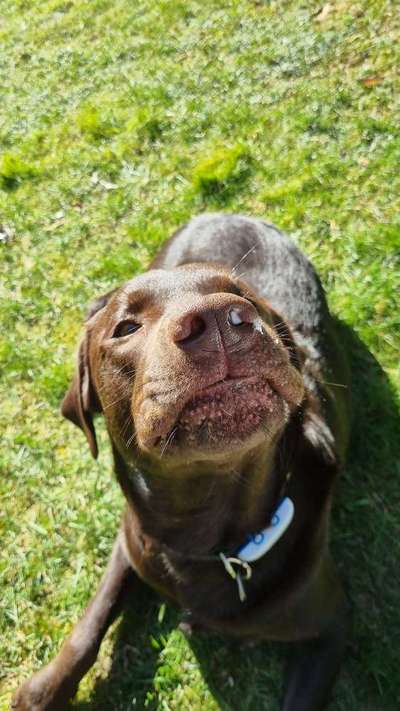 Zeigt mir die tollste Nahaufnahme von eurer Fellnase-Beitrag-Bild