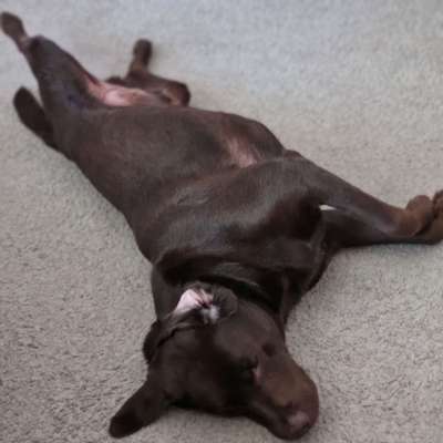 Fotosammlung: ,,Der natürliche Hund" Unbearbeitet, ungestellt und in Natura-Beitrag-Bild