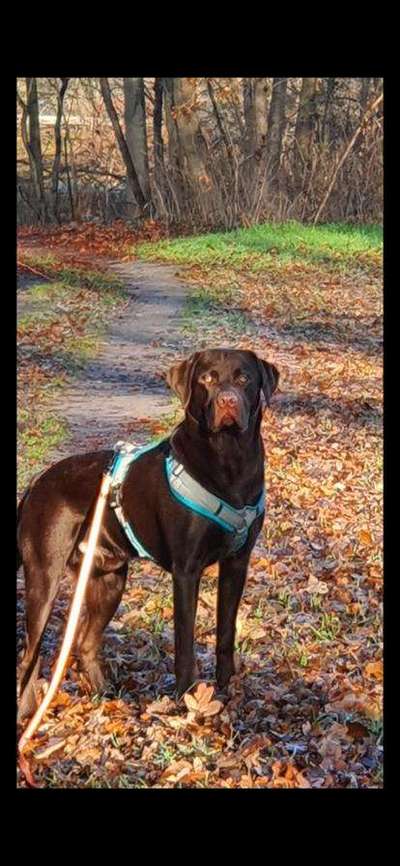 Labradorfans-Beitrag-Bild