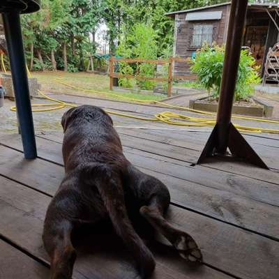 Fotosammlung: ,,Der natürliche Hund" Unbearbeitet, ungestellt und in Natura-Beitrag-Bild