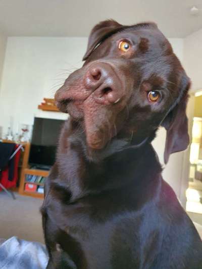 Dogorama Photo Challenge - Hundeblick zum hinschmelzen-Beitrag-Bild