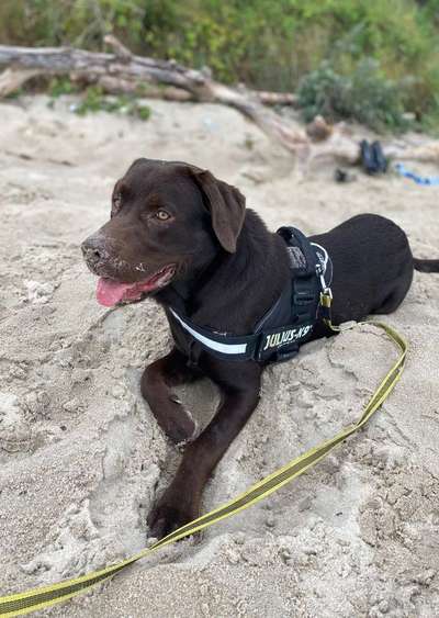 Wo sind meine Labrador Freunde-Beitrag-Bild