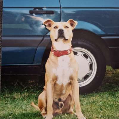 Unsere Fellnasen im Regenbogenland-Beitrag-Bild