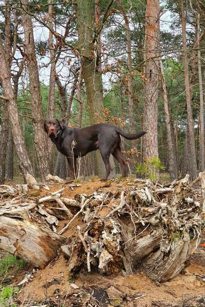 Labradorfans-Beitrag-Bild