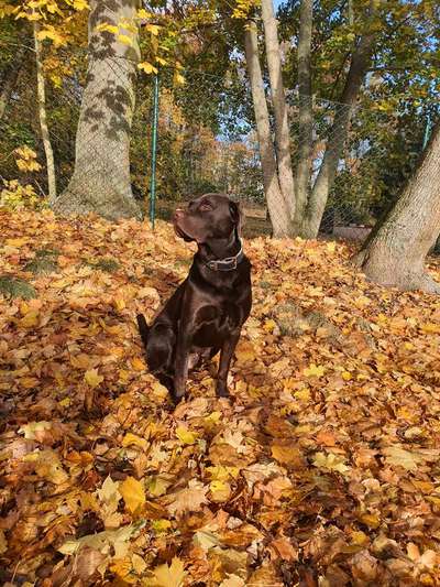 Herbst Bilder-Beitrag-Bild