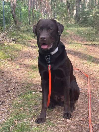 Labradorfans-Beitrag-Bild