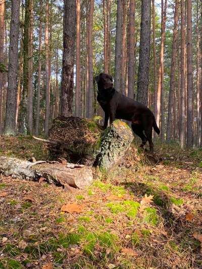 Wald Bild-Beitrag-Bild