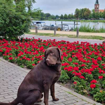 Fotochallenge Nr 96.: Bunt, Bunter, Hund 💐🌹🍁-Beitrag-Bild