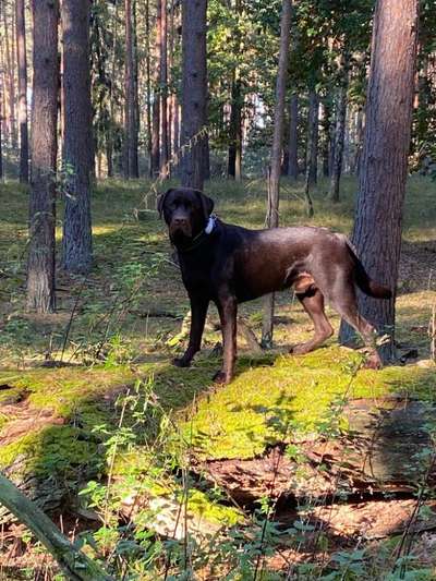 Dogorama Photo Challenge - Märchenwald-Beitrag-Bild