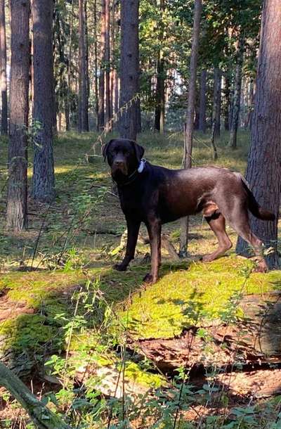 Die Dogorama Kalender Challenge Titelbild-Beitrag-Bild