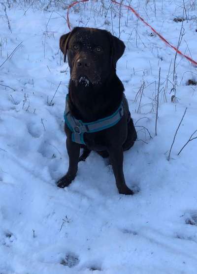 Dogorama Photo Challenge - Es wird nochmal kalt!-Beitrag-Bild