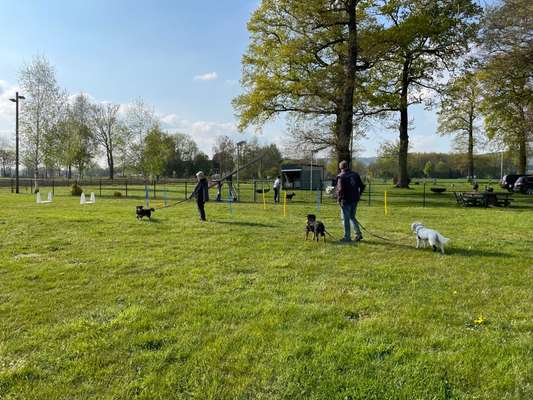 Hundetreffen-Chilliges Training mit anschließender Spielrunde-Bild