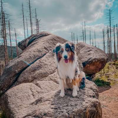 Hundetreffen-Social Walks und Spielbuddies-Bild