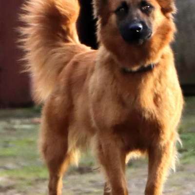 Suchmeldung-Susi-Bild