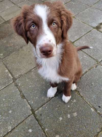 Dogorama Photo Challenge - Hundeblick zum hinschmelzen-Beitrag-Bild