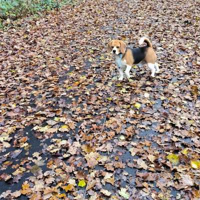 Hundetreffen-Gemeinsame Gassi runden in Pronsfeld-Bild