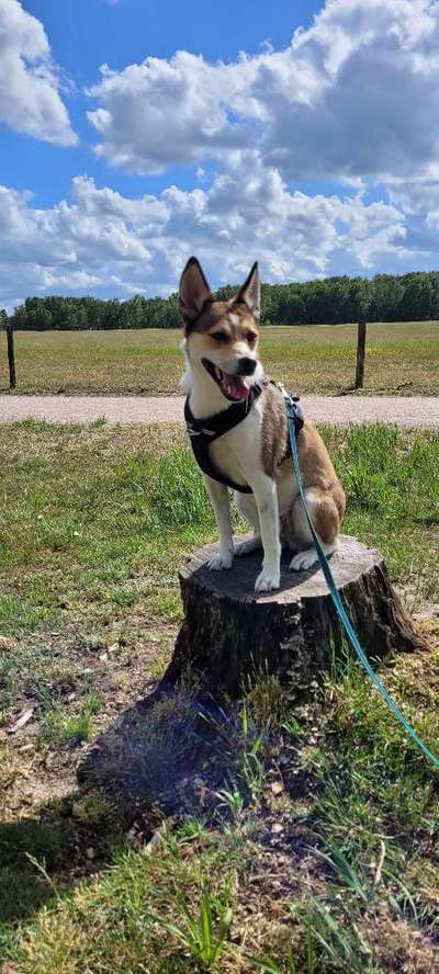 Welche Hunderasse-Beitrag-Bild