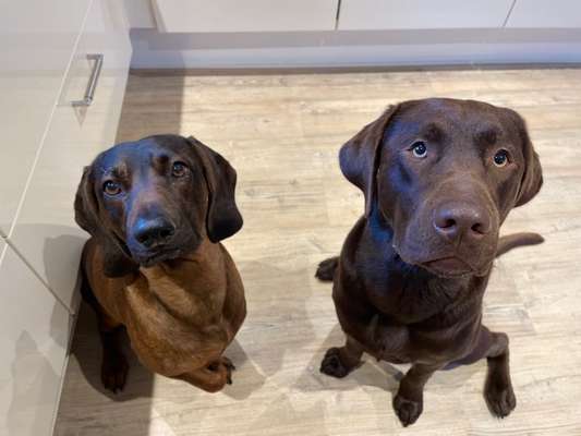 Hundetreffen-Spiele- und Spaziergehrunde Innerstetal-Bild